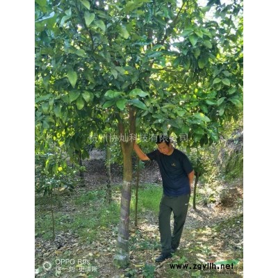 供应精品桂花八月桂仔桂小叶金桂大叶金桂银桂丹桂四季桂月月桂