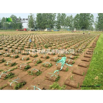 苗圃基地 优质丝棉木批发 丝绵木价格 数量多规格全价格实惠