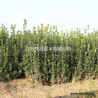 江苏七叶树 七叶树价格 七叶树基地哪里好/哪家便宜