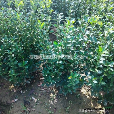金边黄杨价格_金边黄杨苗产地_金边黄杨苗绿化苗木苗圃基地