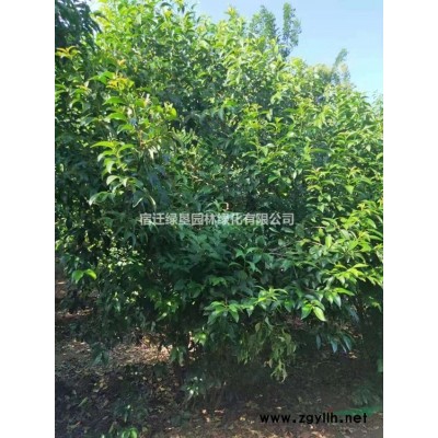 紫穗槐·紫穗槐图片·紫穗槐种植基地