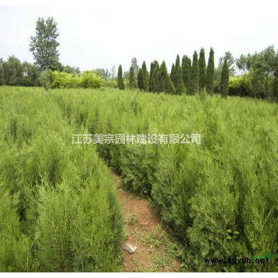 小叶扶芳藤价格_小叶扶芳藤图片_扶芳藤基地