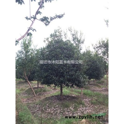 二乔玉兰价格_二乔玉兰产地_二乔玉兰绿化苗木苗圃基地