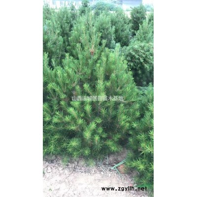 山西省杏树基地·运城市杏树种植产地杏树规格*