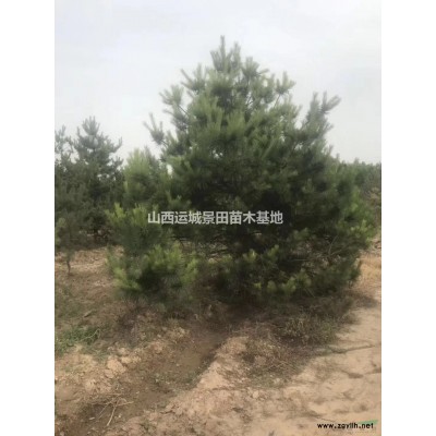 15公分大规格杏树基地·18公分20公分25公分大规格杏树