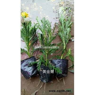 浙江营养袋水果篮球 杭州营养袋水果篮球哪里好/哪家便宜