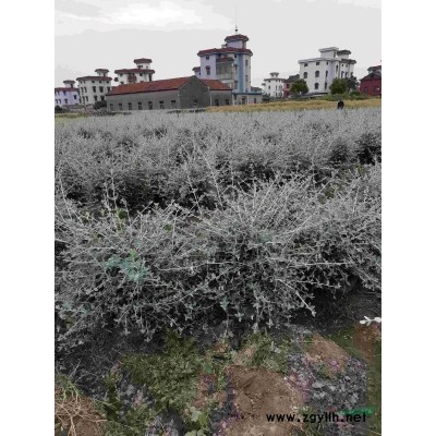 浙江供应小杯金叶石菖蒲 规格*