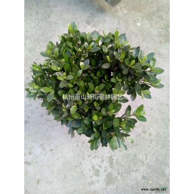 浙江六月彐小杯批发/供应