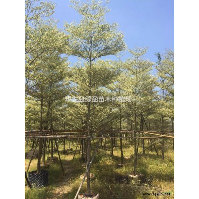 优质特价肾蕨草排骨草小苗产地直销