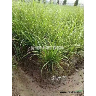浙江萧山中叶桅子花小杯供应基地