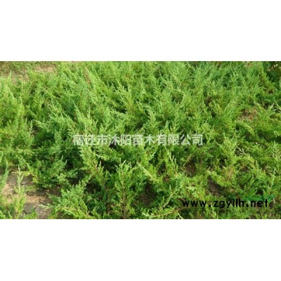 垂柳价格_垂柳图片_垂柳产地_垂柳绿化苗木苗圃基地