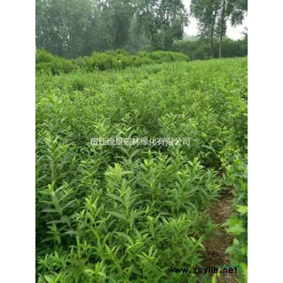 中叶麦冬草·中叶麦冬草图片·中叶麦冬草种植基地