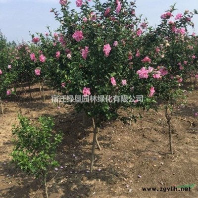 供应优质塔柏·塔柏图片·塔柏种植基地