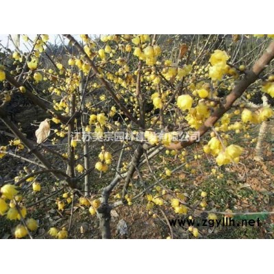 出售各种规格北京桧柏，北京桧 刺松 刺柏