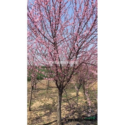 再力花苗 水生植物苗圃基地苗 批发绿化苗木地被植物量大从优