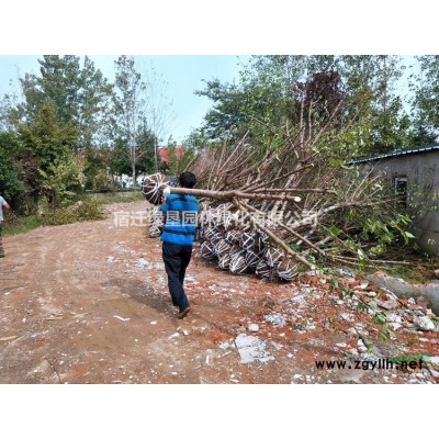 金森女贞价格_金森女贞苗产地_金森女贞绿化苗木苗圃基地