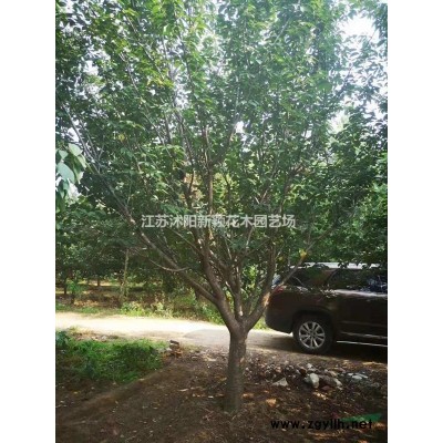 沭阳石榴基地 销售花石榴 独杆石榴 石榴小苗 丛生花石榴价格
