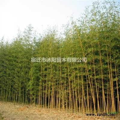 七叶树价格_七叶树图片_七叶树产地_七叶树绿化苗木苗圃基地