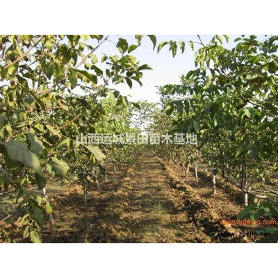 红叶李的分布地区与品种?红叶李的分布基地有哪些?