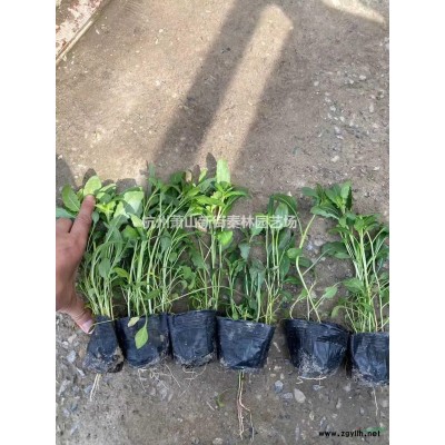 大小规格小杯花叶络石 杭州花叶络石小杯苗基地