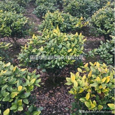 江苏垂柳 青皮柳 青皮垂柳价格