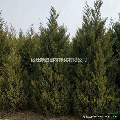 供应40公分~1.8米优质桧柏