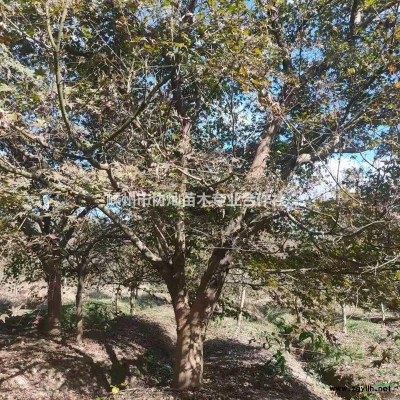 供丛生鸡爪槭丛生红枫出售