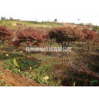 供应精品鸡爪槭7-30公分出售