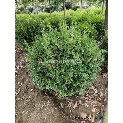 小兔子狼尾草产地直供   紫狼尾草大量供应