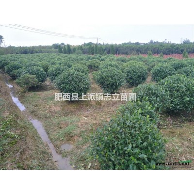 肥西专供志立苗圃，垂丝海棠，*好供应商