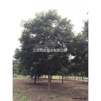 桂花批发直销_八月桂批发直销_金桂等品种批发_苗圃基地