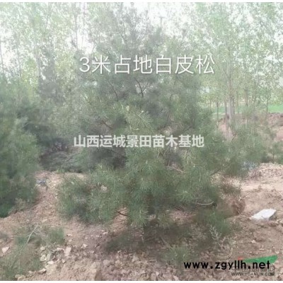 钙果苗哪里多？钙果苗基地在什么地方？山西运城钙果苗批发