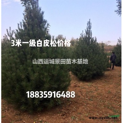 苹果苗什么地方多？苹果苗主产地区是哪里？北方苹果苗