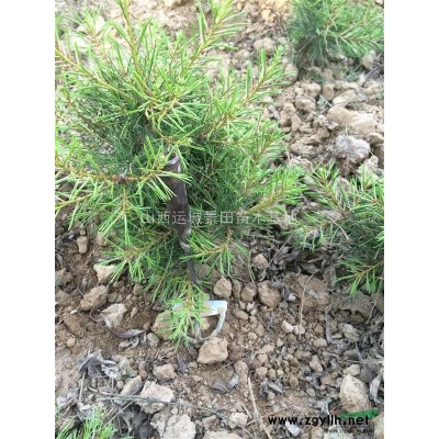 供应山西地区3-5公分山桃·6-8公分观赏山桃