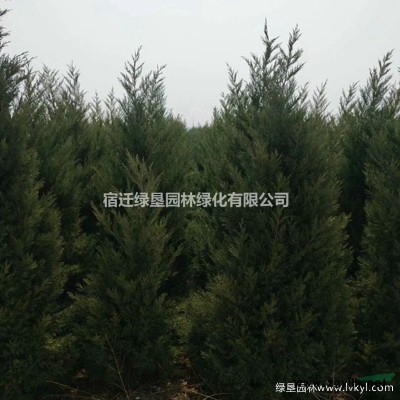 江苏龙柱碧桃价格 龙柱碧桃基地 龙柱碧桃供应