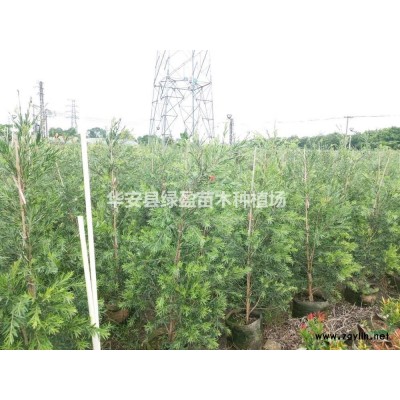 福建供应高度20公分肾蕨草排骨草小苗规格*