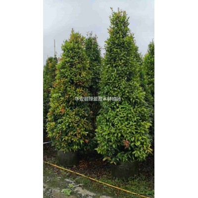 福建满天星雪茄花小苗高度20公分