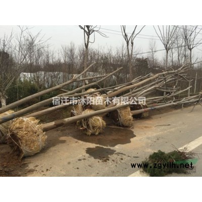 春鹃价格_春鹃图片_春鹃产地_春鹃绿化苗木苗圃基地