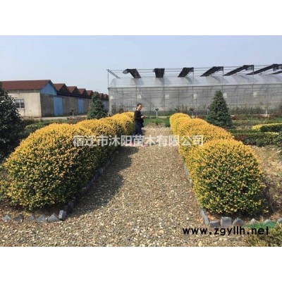 菲白竹价格_菲白竹图片_菲白竹产地绿化苗木苗圃基地