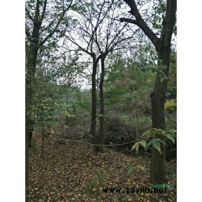 供应12---25青梅绿梅出售