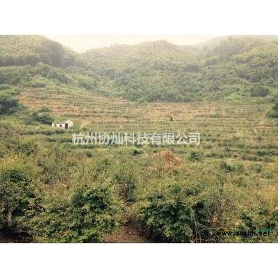 供丛生红叶李与丛生垂丝海棠出售