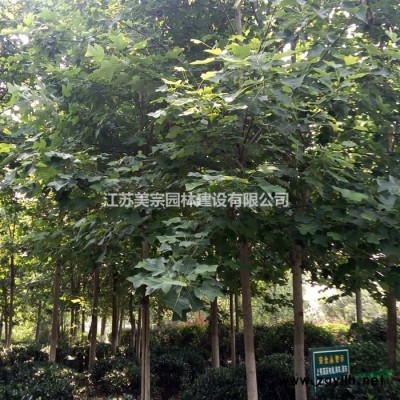 供应各种规格塔松，塔柏，塔桧，桧柏