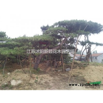 梧桐 法国梧桐 江苏法桐基地 _速生法桐