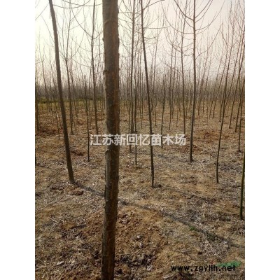 江苏沭阳供应桑树/构树/杨树2-30公分*新报价