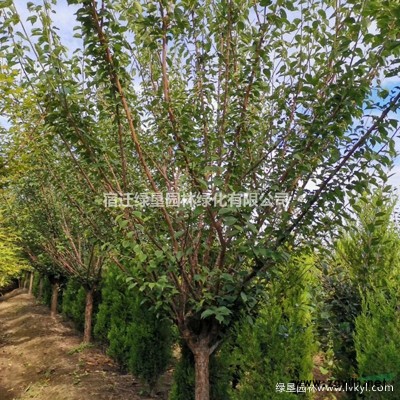 金边麦冬草价格_金边麦冬产地_金边麦冬绿化苗木苗圃基地