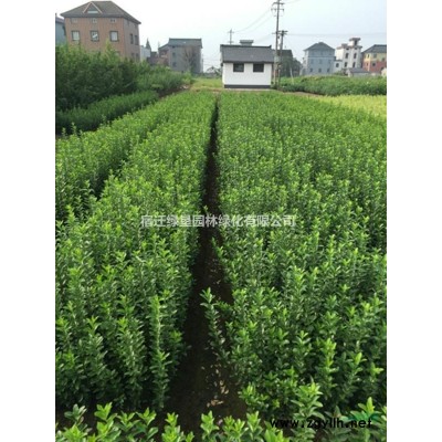 丛生紫薇价格_丛生紫薇产地_丛生紫薇绿化苗木苗圃基地