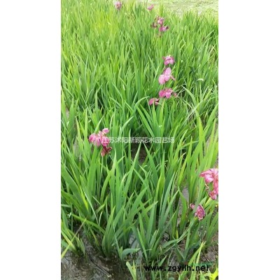 江苏省沭阳县梅花系列基地.红梅.绿梅.玉蝶梅