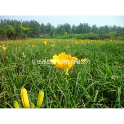 栾树价格_栾树图片_栾树产地_栾树绿化苗木苗圃基地