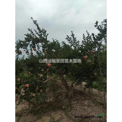 5公分山桃价格·6公分山桃多少钱？哪里有8公分山桃树