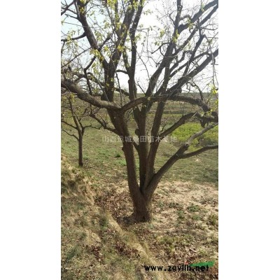 6到8公分红叶李量大·红叶李产地8到10公分批发价格